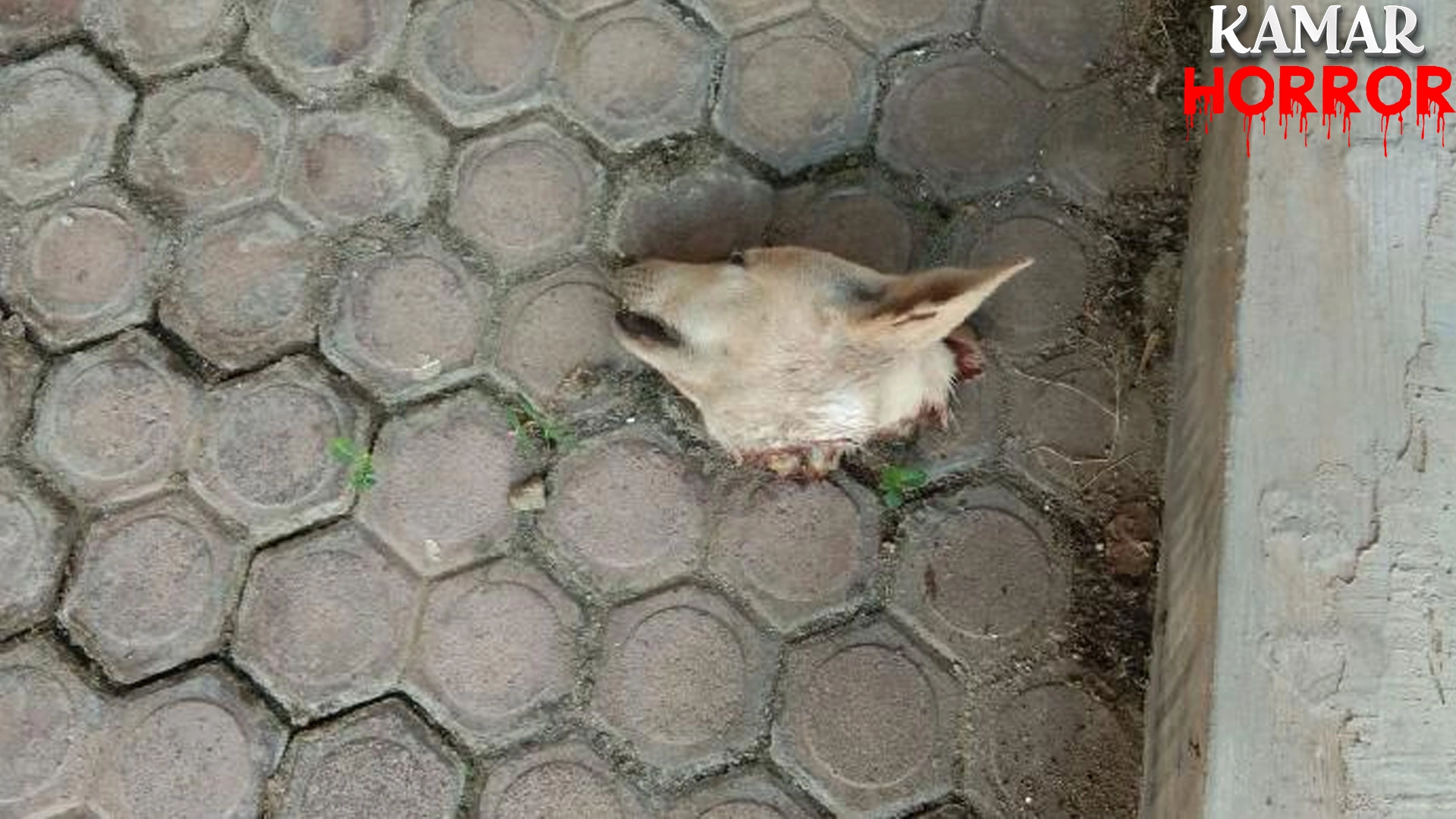 Teror Kepala Anjing di 2 Rumah Palti, Polisi Selidiki!