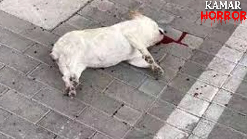 Teror Kepala Anjing di 2 Rumah Palti, Polisi Selidiki!