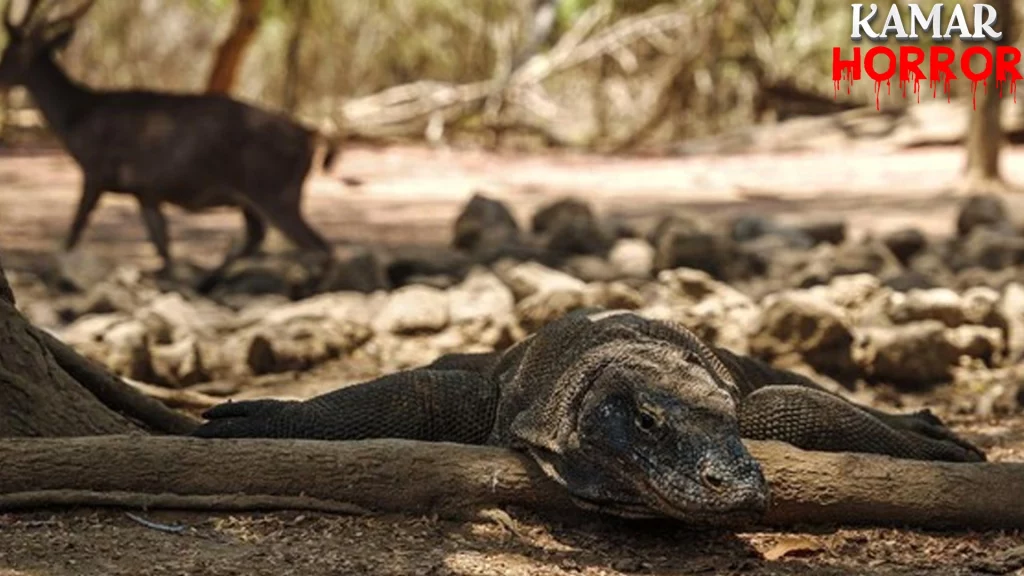 Komodo Liar Dicuri, 2 Penyelamatannya Berhasil
